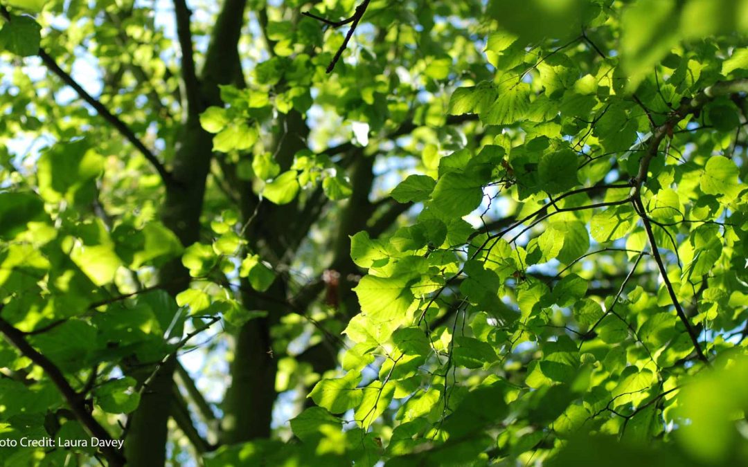 What does authentic marketing actually mean for a conservation charity?