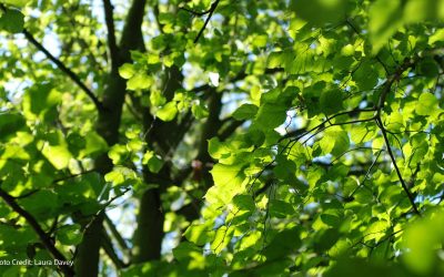 What does authentic marketing actually mean for a conservation charity?