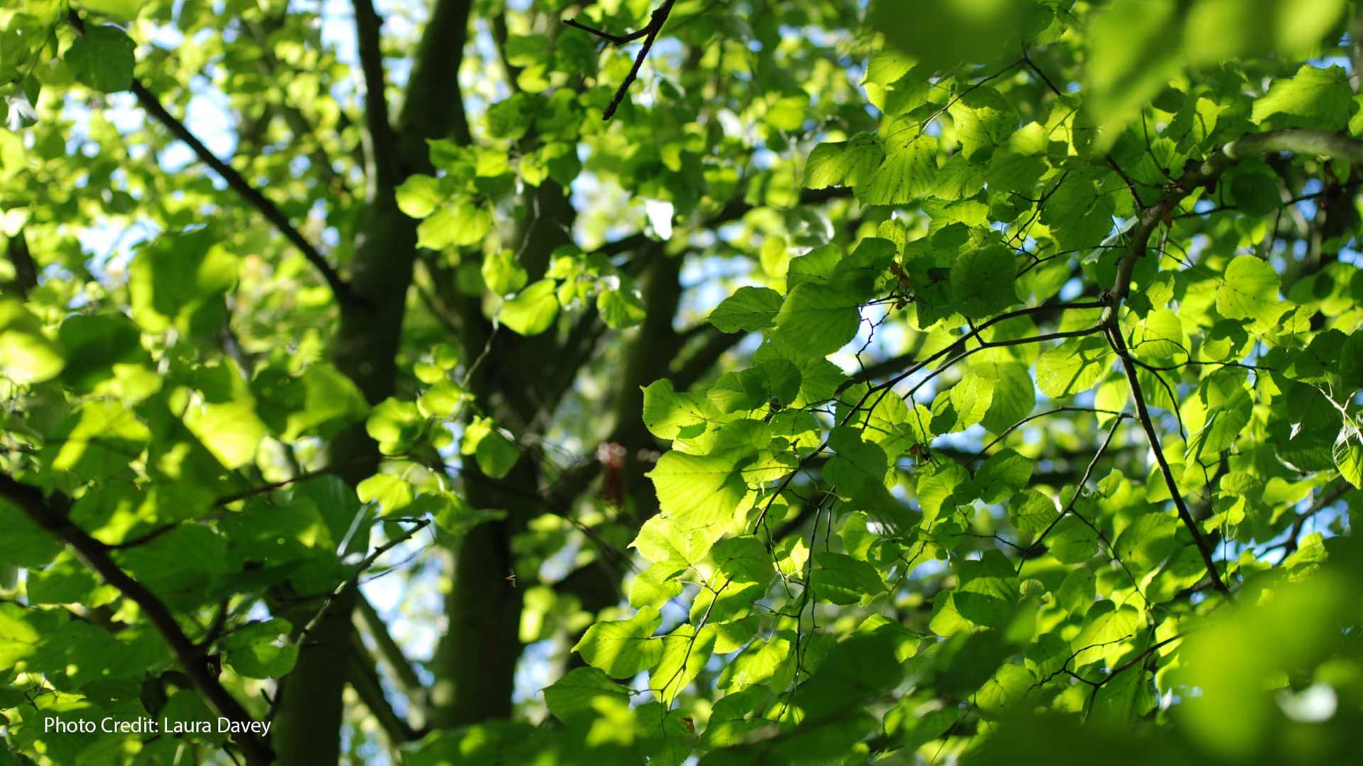 British Woodland Trees in green leaf - mid shot. Photo credit: Laura Davey
