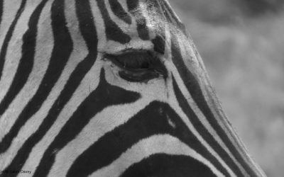 Five signs your marketing needs a fresh pair of eyes
