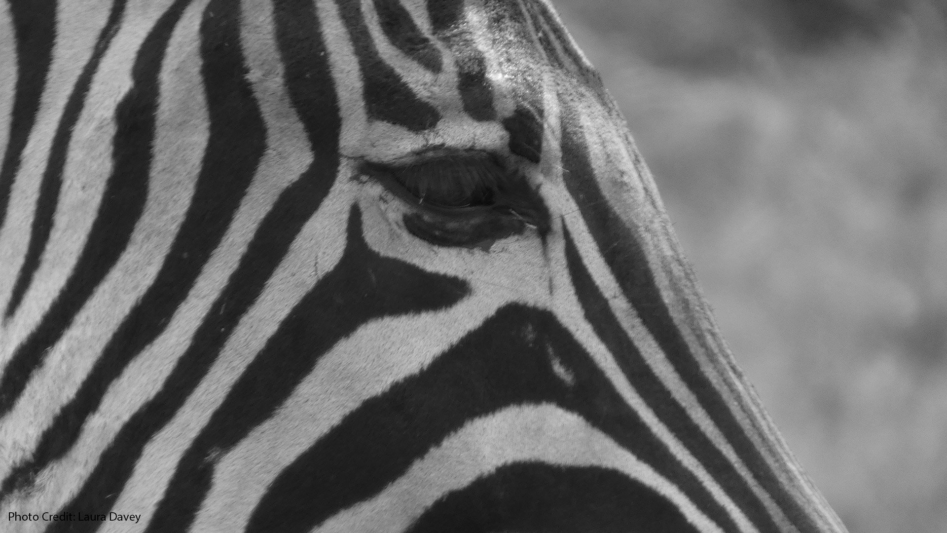 Zebra-South-Africa_L-Davey Black and white close up of a Zebra's head, focusing on the eye.